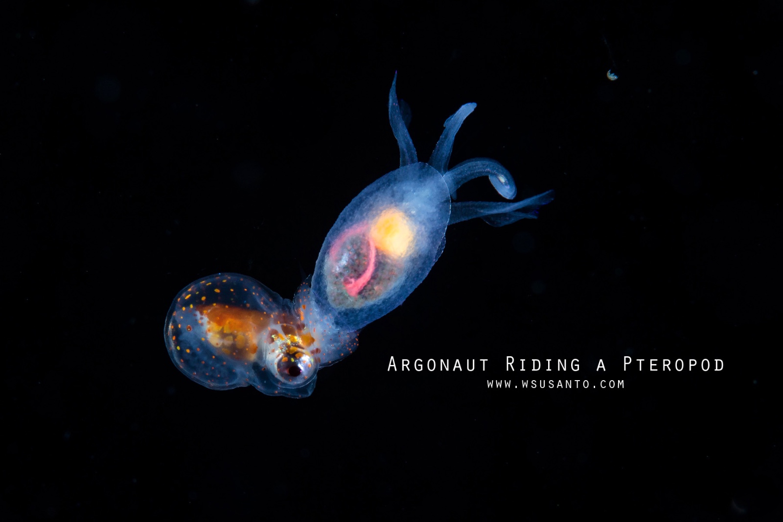 Male Paper Nautilus on Pteropod